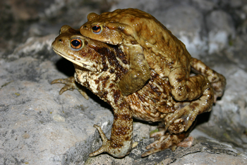 Coppia rospi comuni - Bufo bufo